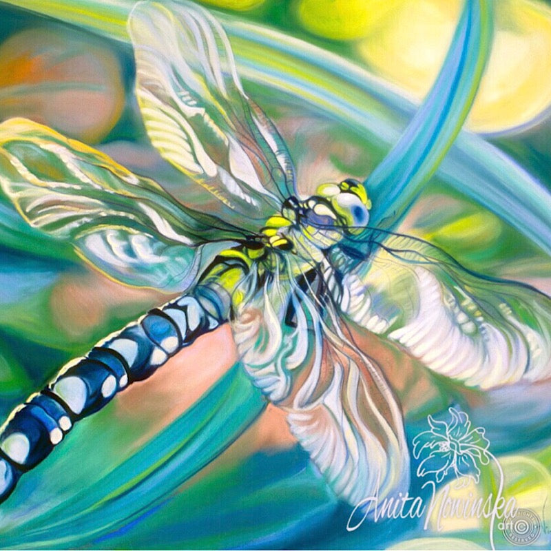 Butterflies & Dragonflies – Anita Nowinska