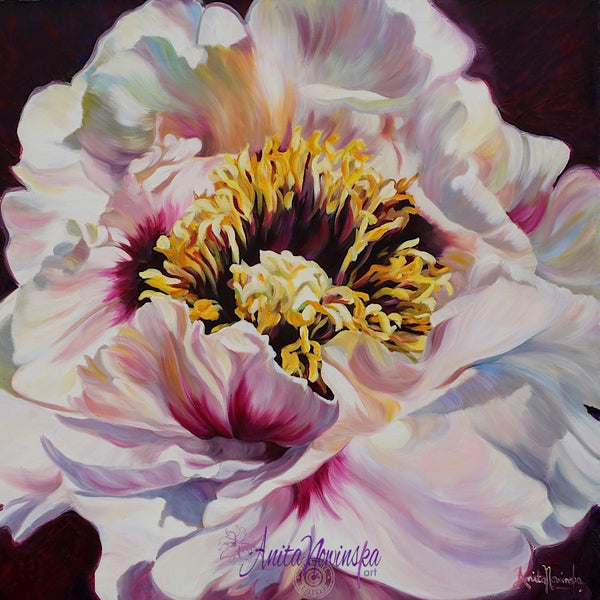 Big flower oil painting o a white & maroon tree peony by Anita nowinska