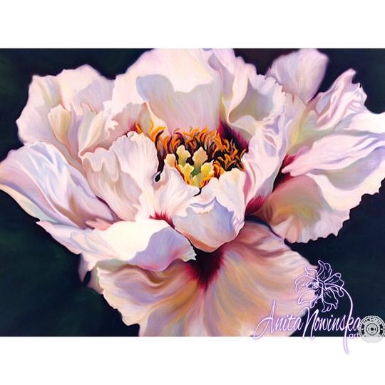 Splendour big flower painting of white & burgundy tree peony