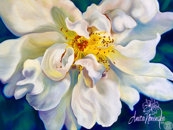 debutante- white briar rose flower painting by Anita Nowinska
