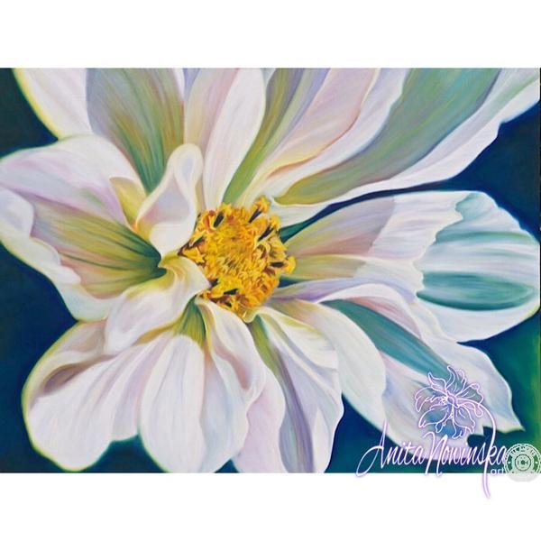 white cosmos flower painting by Anita Nowinska