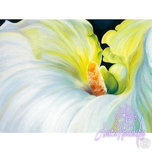 ‘Bride’- White Arum Flower Painting