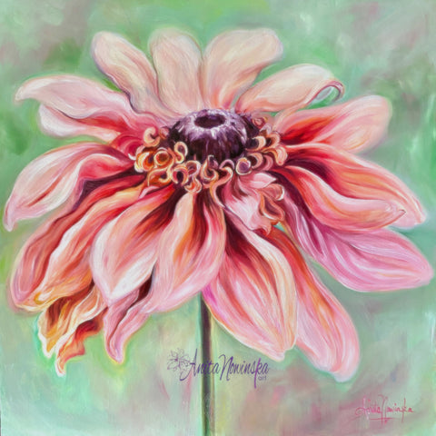 comfort is a 50x50cm 20" oil on panel big flower painting of a peach Rudbeckia on a soft sage green background by anita Nowinska