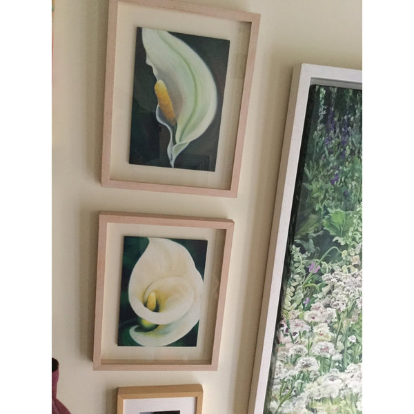 Fresh Linen - White Arum / Calla lily, Flower Painting