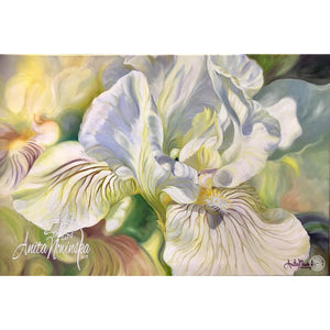 big Flower painting in oil on canvas of white & yellow iris by Anita Nowinska