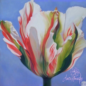 Original painting of variegated white red & green tulip on sky blue background by Anita Nowinska