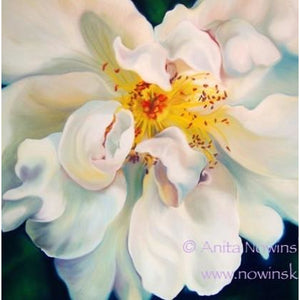 wild white briar rose-flower painting, anita nowinska