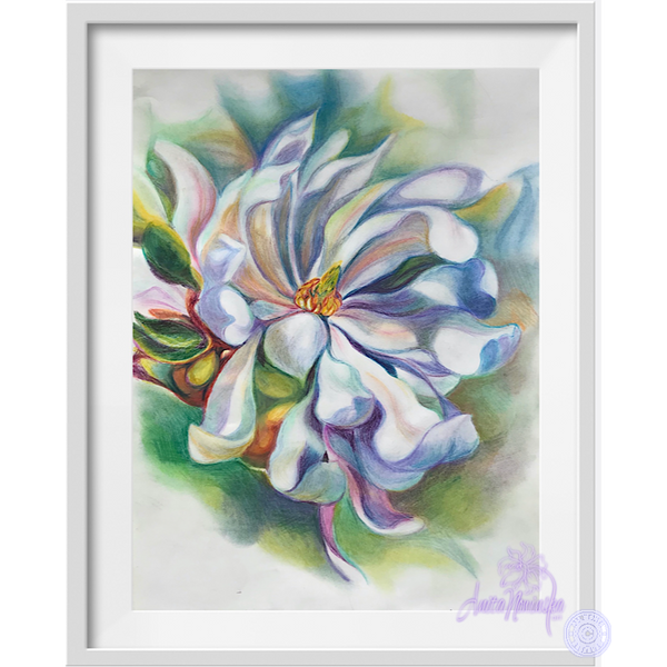 colour drawing of magnolia flower by Anita Nowinska