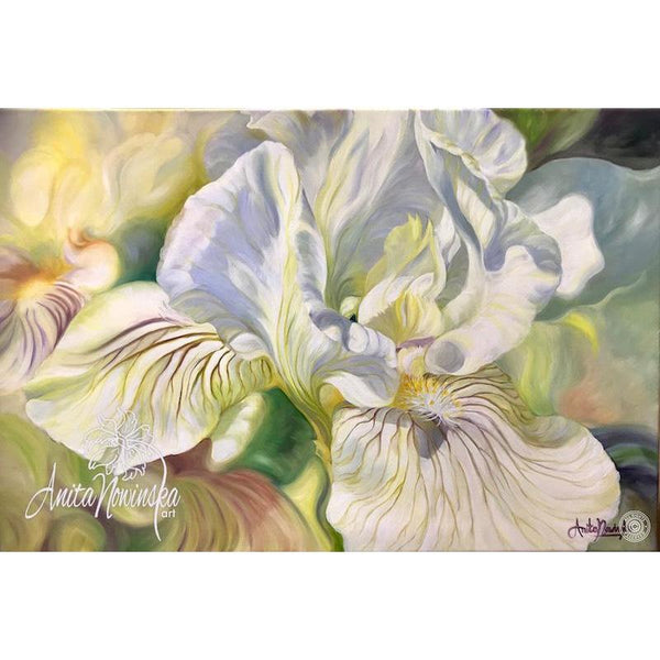 Oil on canvas flower painting of white & yellow Iris by Anita Nowinska