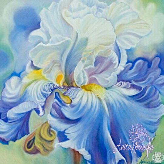 big flower painting of pale blue iris by Anita Nowinska