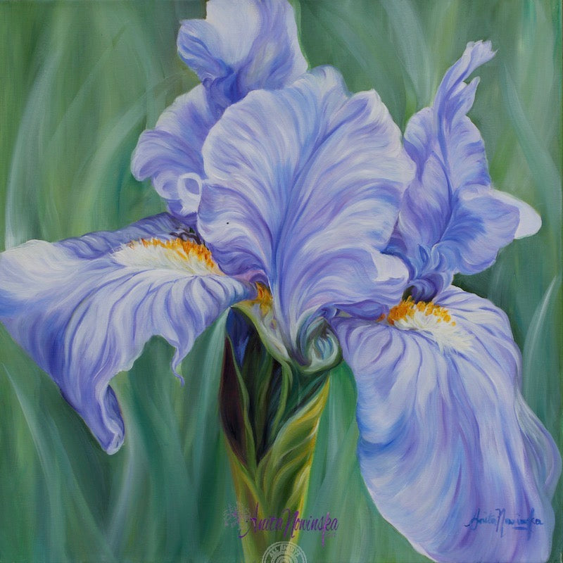 calmness blue iris big flower painting by anita nowinska