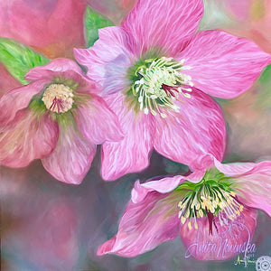 Gifts of Winter- Pink Hellebores Floral Canvas