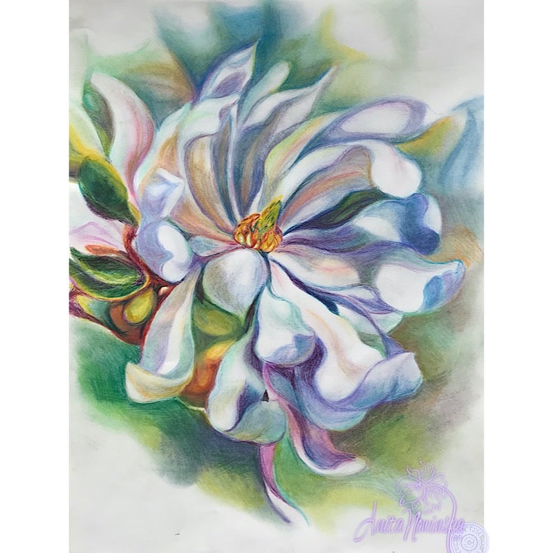magnolia flower drawing by Anita Nowinska