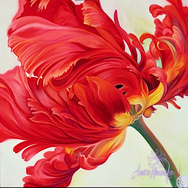 red parrot tulip flower painting by anita nowinska.